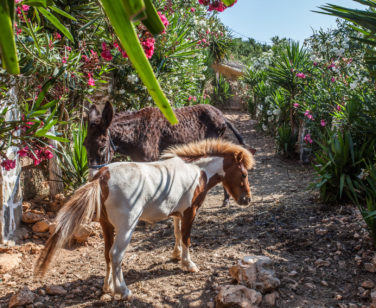 Holiday Village in Crete Bali - Stone Village - Farm Animals