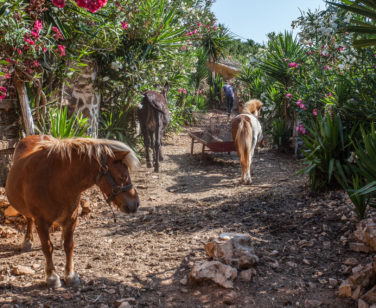 Hotel in Bali Crete - Stone Village - Farm Animals 1