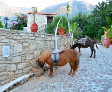 Hotel in Bali Crete - Stone Village - Farm Animals 11