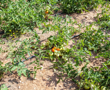 Hotel in Bali Crete - Stone Village - Farm Animals 13