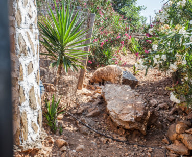 Hotel in Bali Crete - Stone Village - Farm Animals 3