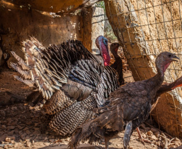 Hotel in Bali Crete - Stone Village - Farm Animals 4