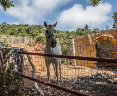 Hotel in Bali Crete - Stone Village - Farm Animals 5