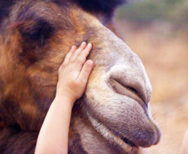 Hotel in Bali Crete - Stone Village - Farm Animals 6