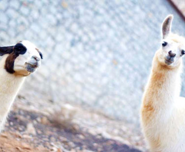 Hotel in Bali Crete - Stone Village - Farm Animals 7