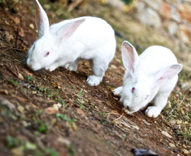 Hotel in Bali Crete - Stone Village - Farm Animals 8