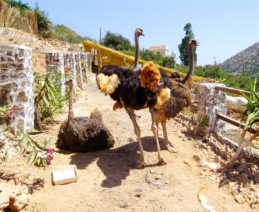 Hotel in Bali Crete - Stone Village - Farm Animals 9